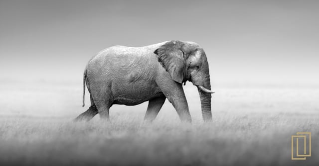 Can We Address The Endangered Elephant In the Room?